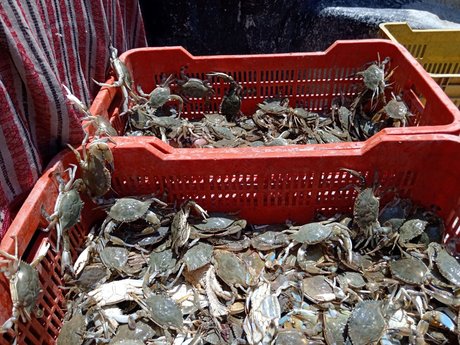 Baja producción de jaiba hasta en un 30%