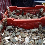 Baja producción de jaiba hasta en un 30%