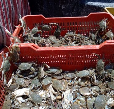 Baja producción de jaiba hasta en un 30%