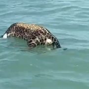 Encuentran un jaguar sin vida en la Laguna de Términos
