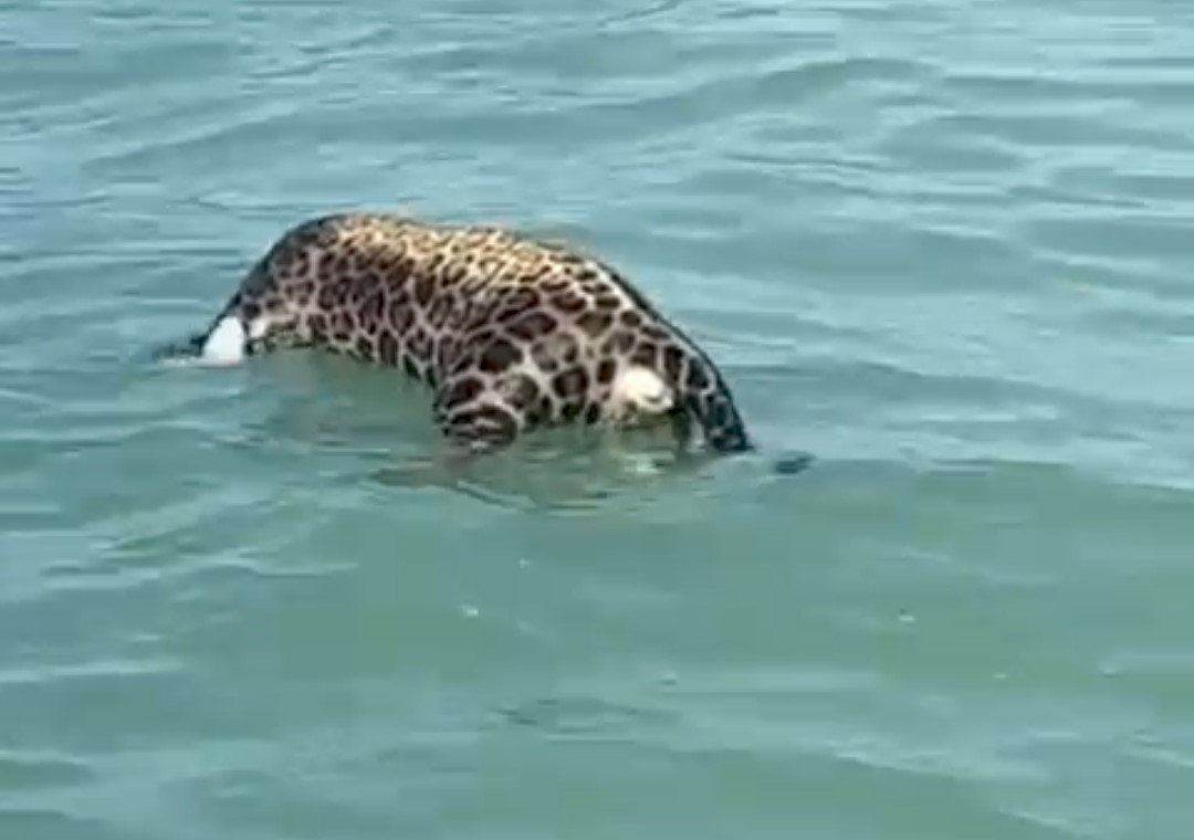 Encuentran un jaguar sin vida en la Laguna de Términos