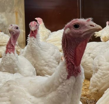 Cooperativas concluyen producción de pavos