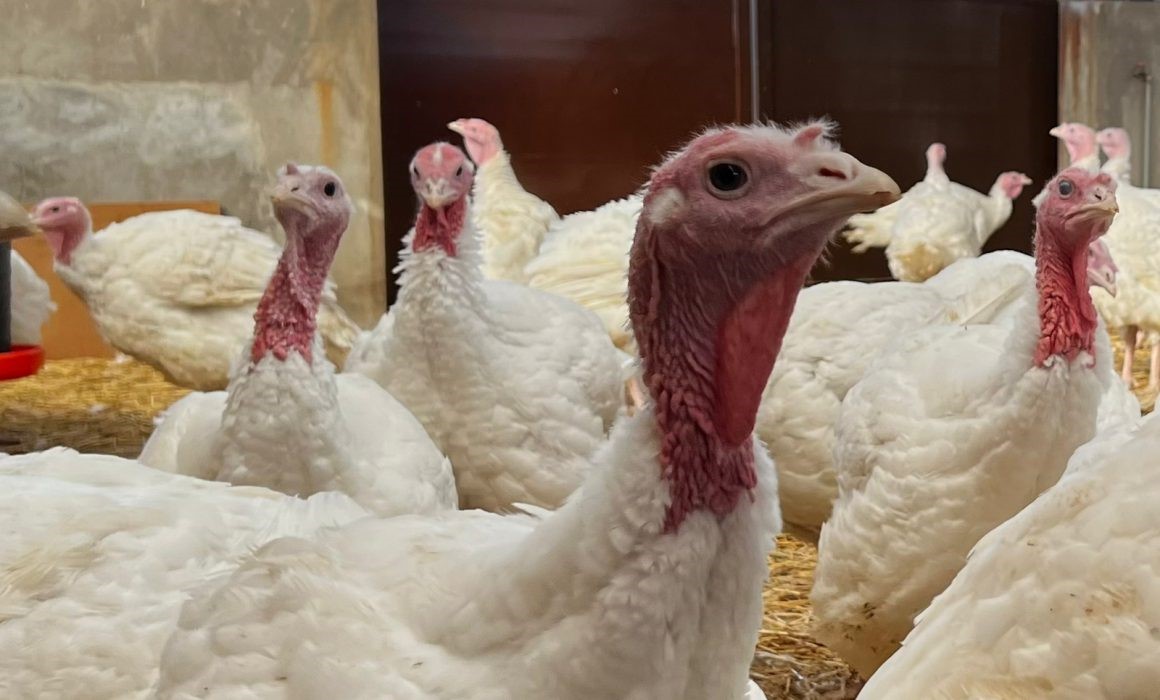 Cooperativas concluyen producción de pavos