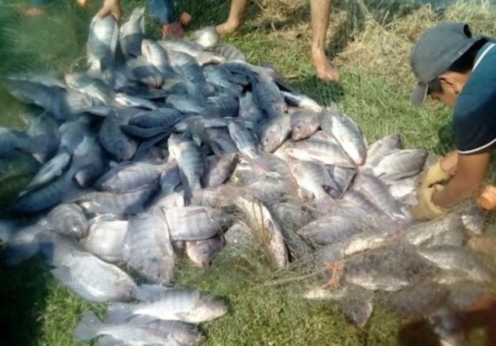 Deteriorada la actividad acuícola en la Península de Atasta