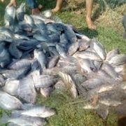 Deteriorada la actividad acuícola en la Península de Atasta