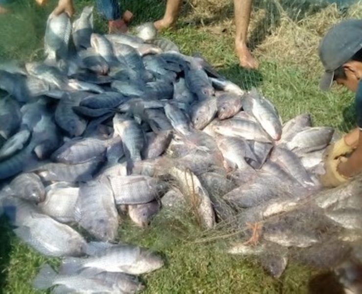 Deteriorada la actividad acuícola en la Península de Atasta