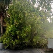 Viento derriba un árbol en Ciudad del Carmen