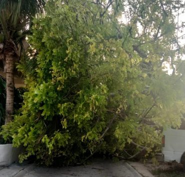 Viento derriba un árbol en Ciudad del Carmen