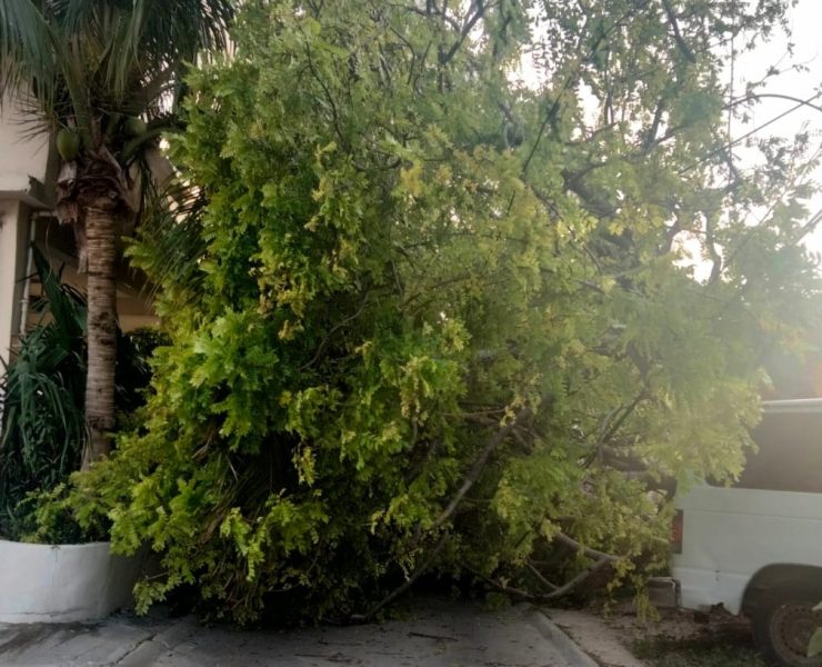 Viento derriba un árbol en Ciudad del Carmen