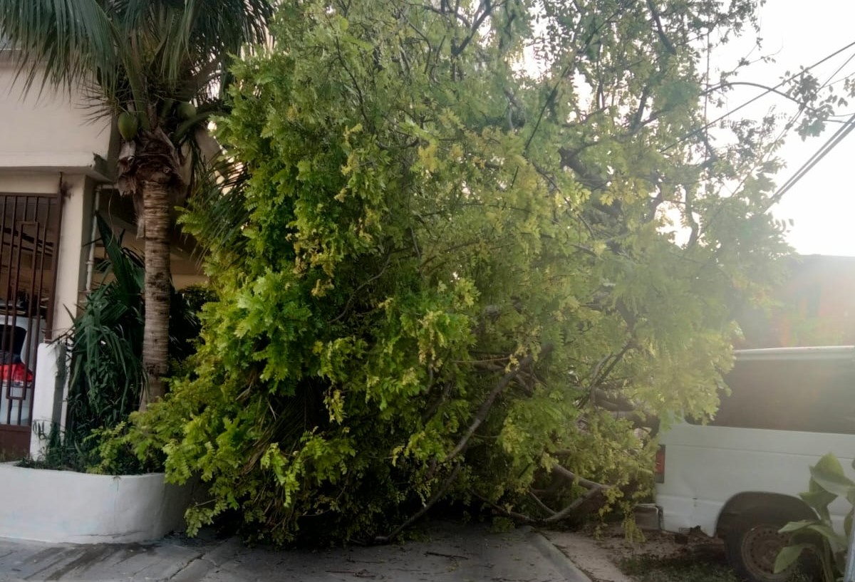 Viento derriba un árbol en Ciudad del Carmen