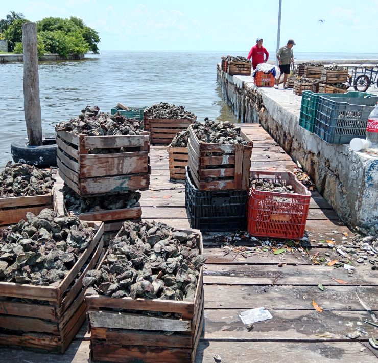 Dificulta marea alta la cosecha de ostiones