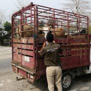 Ganaderos piden mayor control en los puntos de verificación