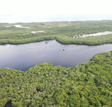 Pérdida de manglares afecta la producción de miel