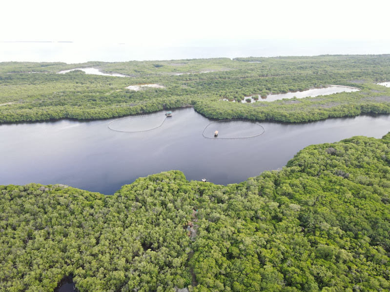 Pérdida de manglares afecta la producción de miel