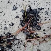 Presencia de chapopote en playas