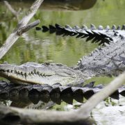 Colocarán banderas informativas en playas por presencia de cocodrilos