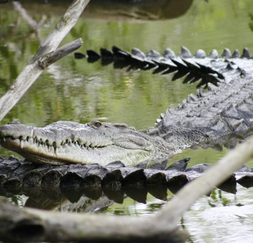 Colocarán banderas informativas en playas por presencia de cocodrilos
