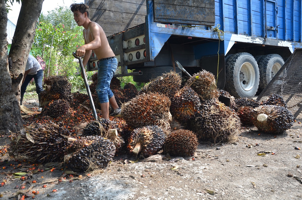 Aguacatal con un potencial económico