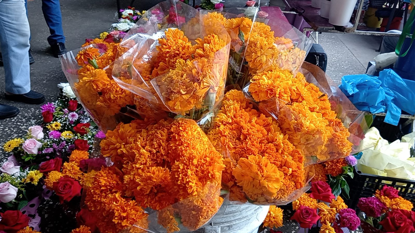 Se eleva costo de flores de cempasúchil