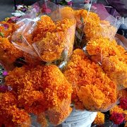 Se eleva costo de flores de cempasúchil