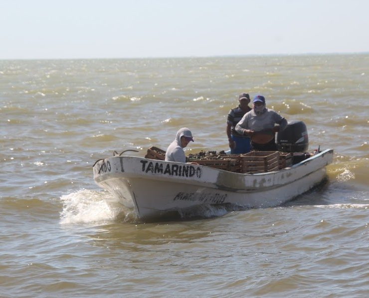 Crecientes afectan la producción ostionera