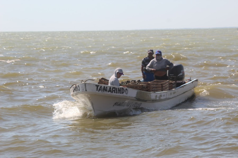 Crecientes afectan la producción ostionera