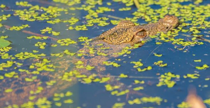 Ecosistema saludable, de flora y fauna en Kinchil