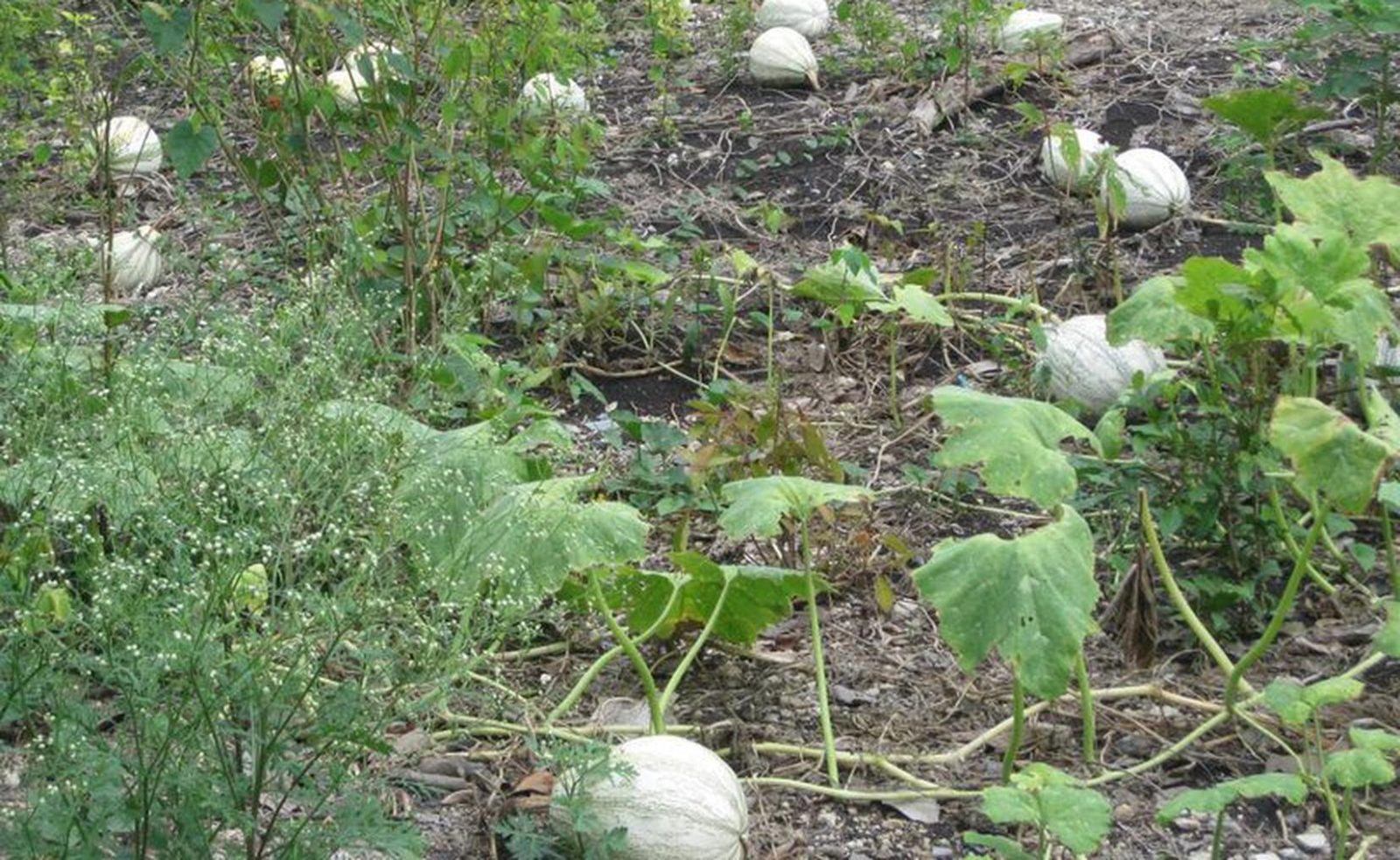 Coyotes de Puebla controlan el precio de la semilla de la chihua