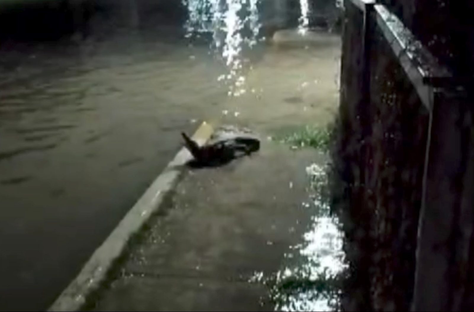 Sale cocodrilo del malecón de la Caleta