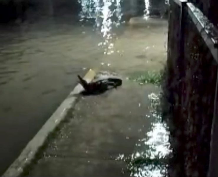 Sale cocodrilo del malecón de la Caleta