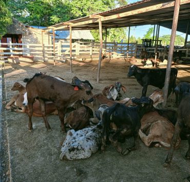 Crece robo de becerros en el ejido Aguacatal