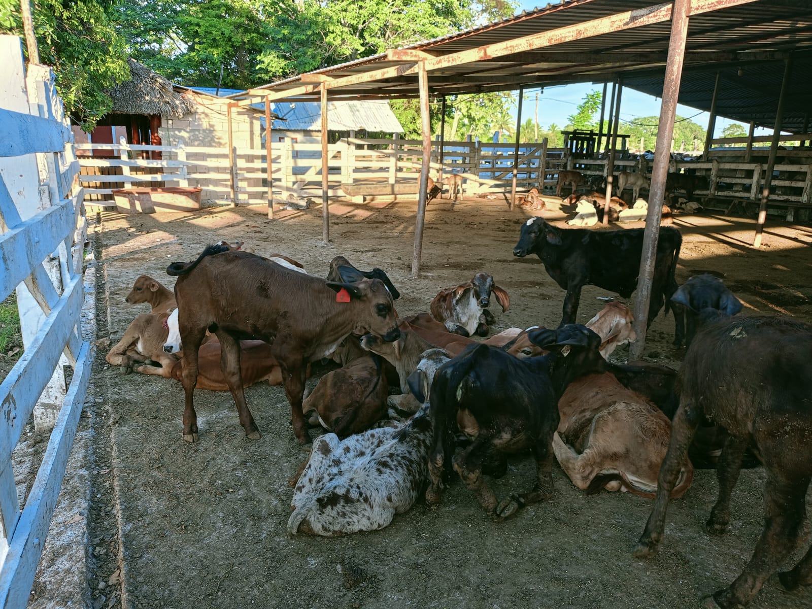 Crece robo de becerros en el ejido Aguacatal