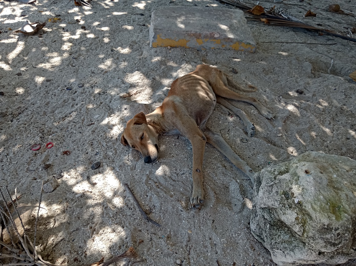 Autoridades no aplican la ley contra maltratadores de animales
