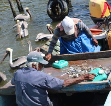 Sector pesquero ribereño pierde más de 600 mil pesos por el mal tiempo