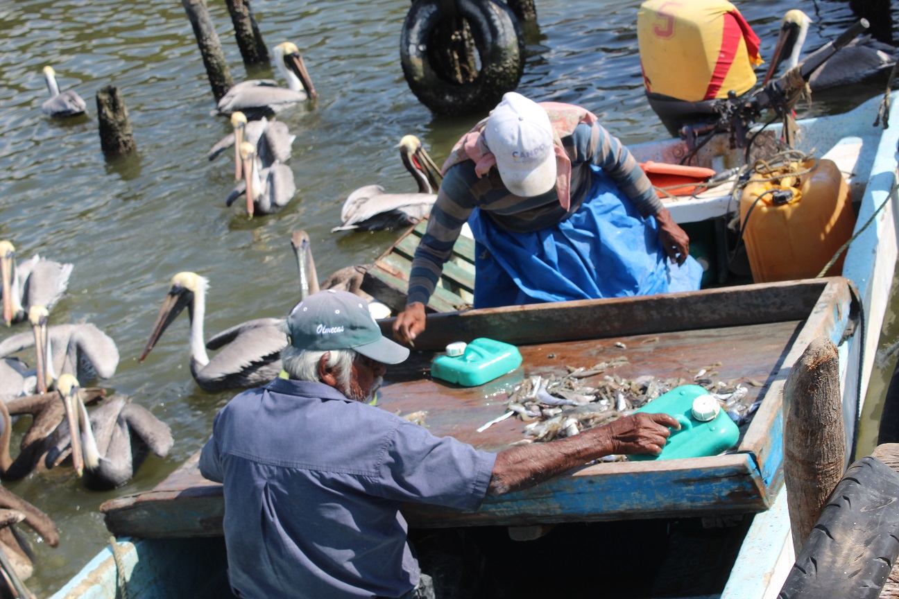 Sector pesquero ribereño pierde más de 600 mil pesos por el mal tiempo