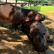 Ecoparques de Playa Norte y Chucté violan leyes de protección a animales