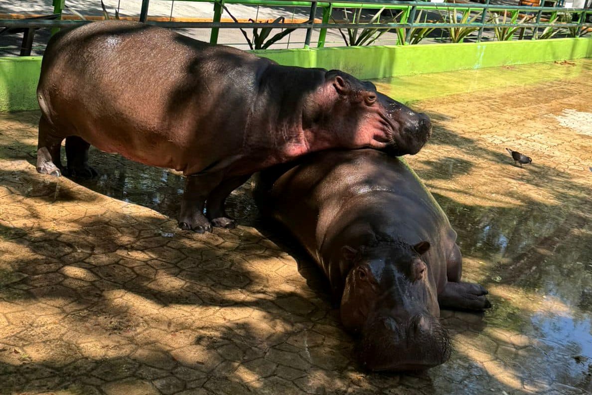 Ecoparques de Playa Norte y Chucté violan leyes de protección a animales