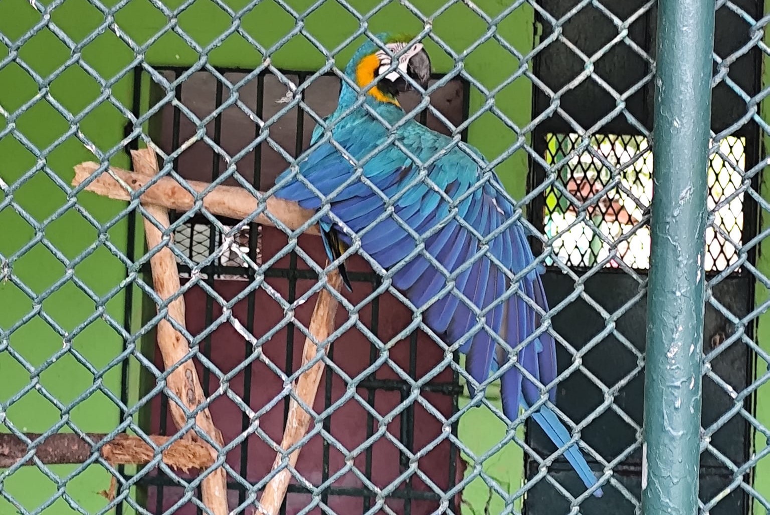 En Ciudad del Carmen prevalece el comercio de animales exóticos