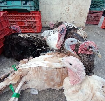 Economía en los hogares afecta a comerciantes de pavos indios