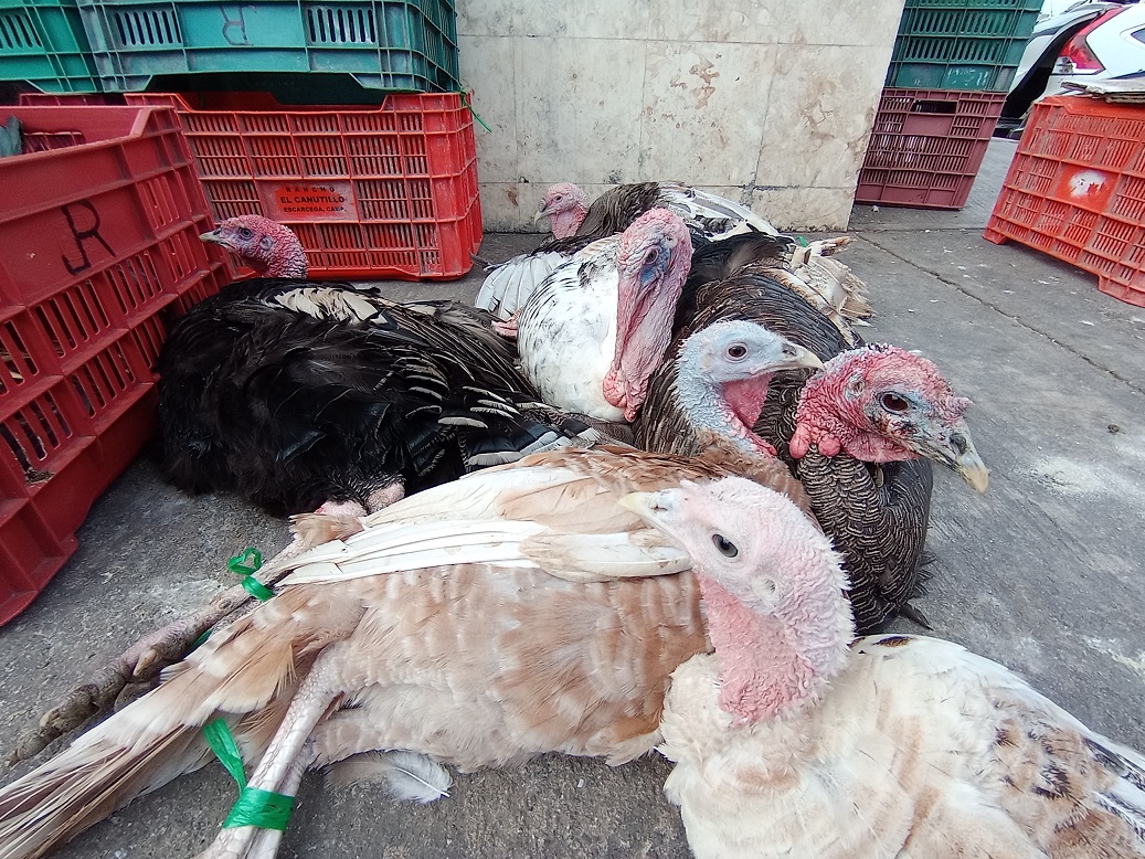 Economía en los hogares afecta a comerciantes de pavos indios