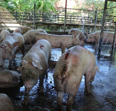 Delincuentes roban tres cerdos en el Rastro de Ciudad del Carmen
