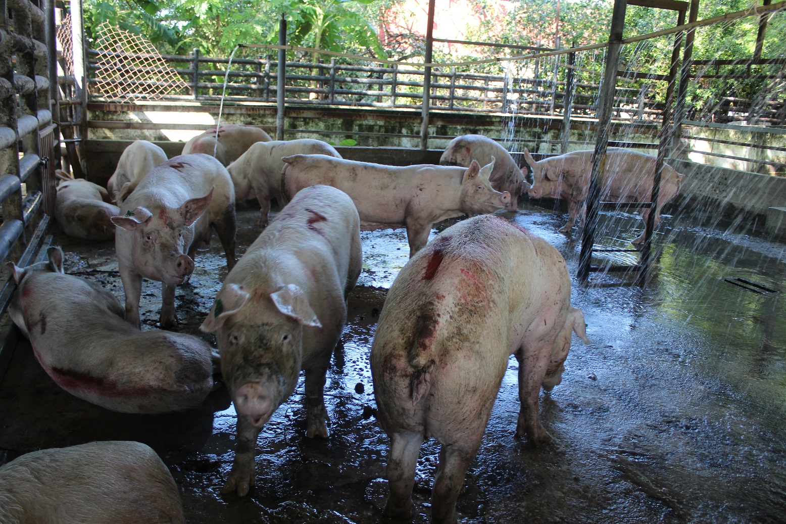 Delincuentes roban tres cerdos en el Rastro de Ciudad del Carmen