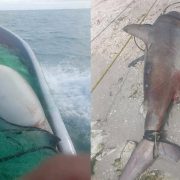 Captura pescador de Isla Aguada un tiburón hembra