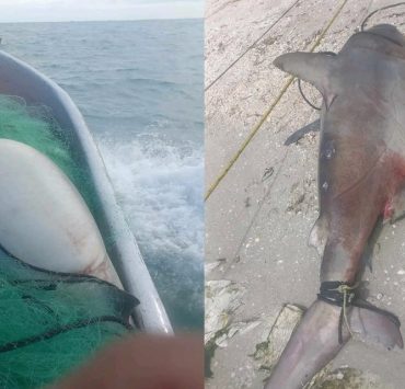 Captura pescador de Isla Aguada un tiburón hembra