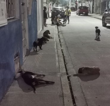 Microchip en mascotas para prevenir el maltrato animal