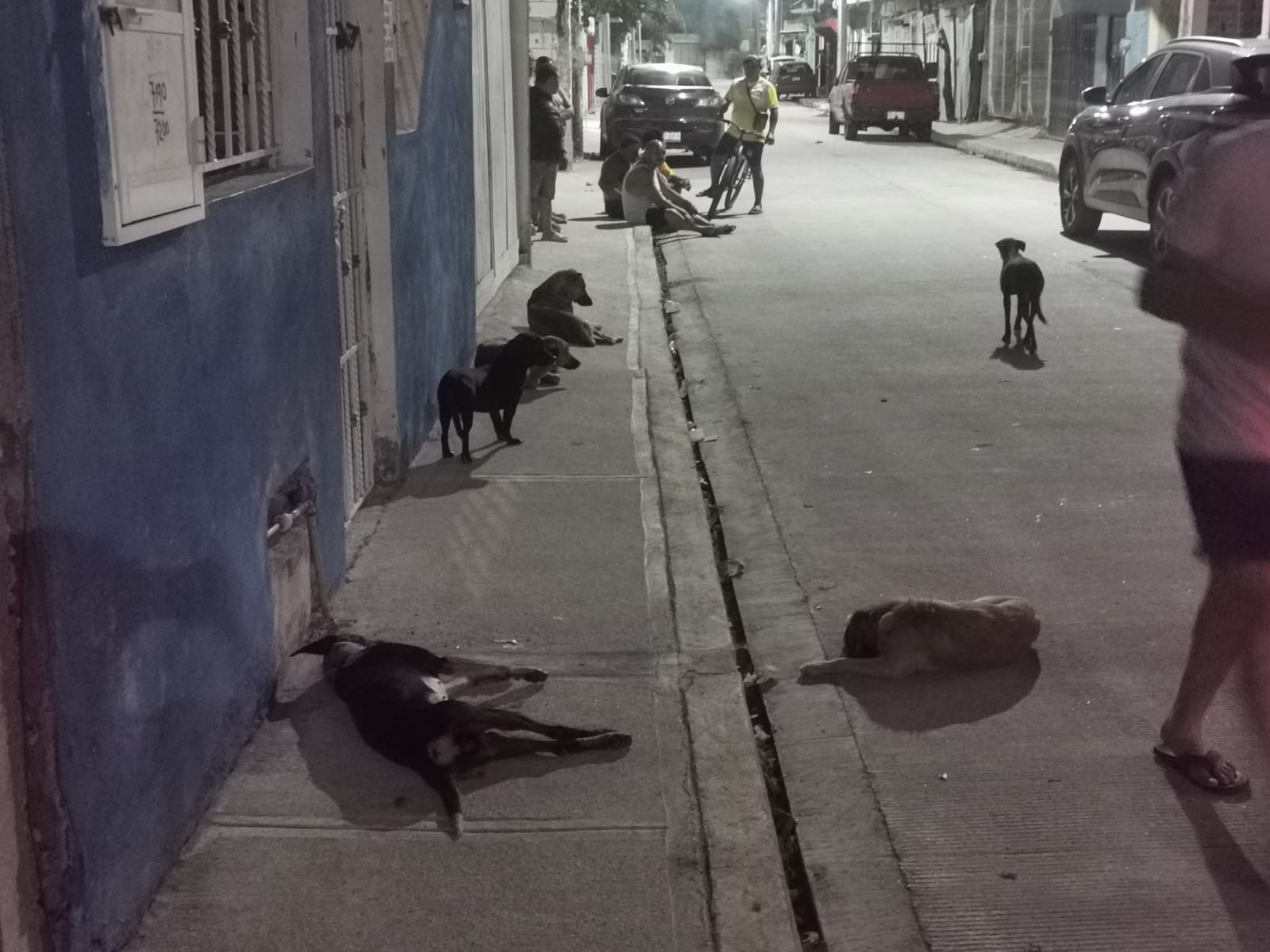 Microchip en mascotas para prevenir el maltrato animal