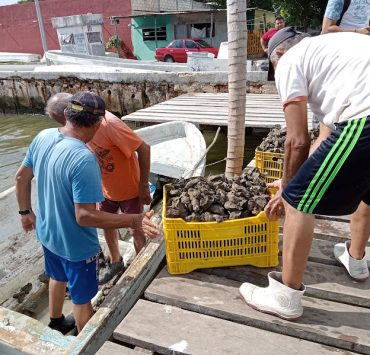 Mal tiempo afecta a ostioneros