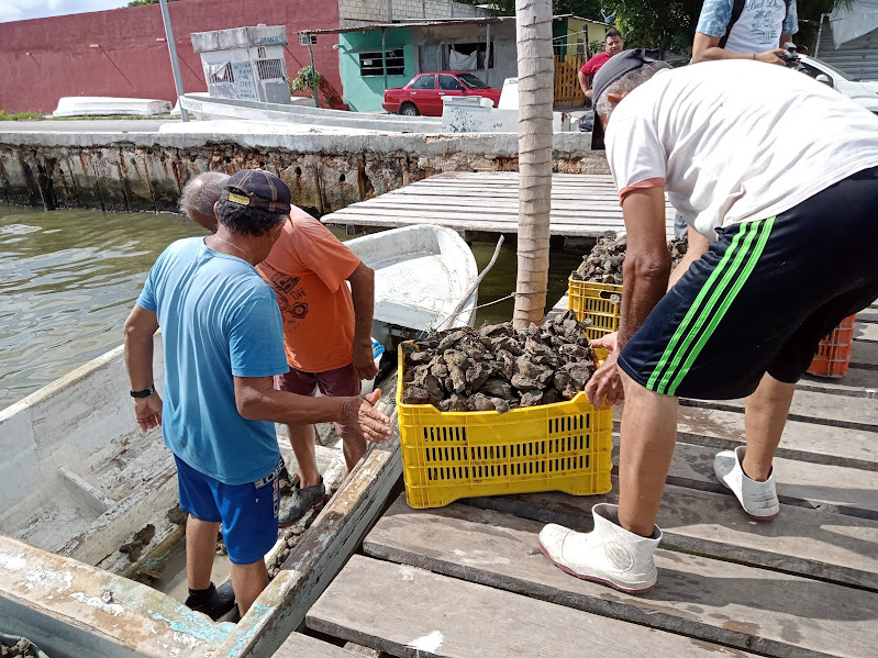 Mal tiempo afecta a ostioneros
