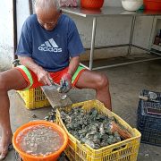 Contrarrestarán venta ilegal de ostiones