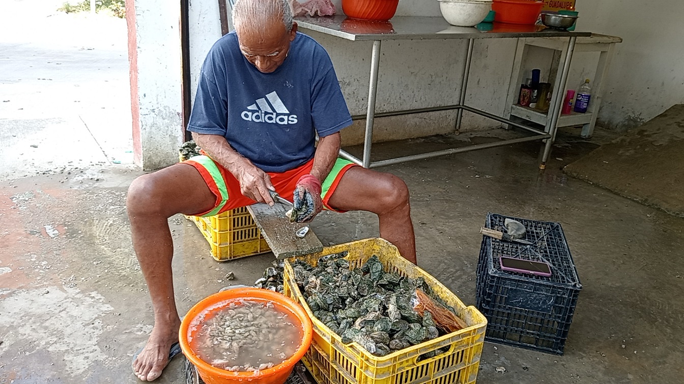 Contrarrestarán venta ilegal de ostiones